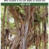Vatavriksha (Banyan Tree)